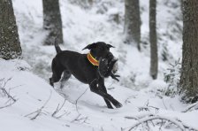 Bringtreueprüfung in Mürzzuschlag
